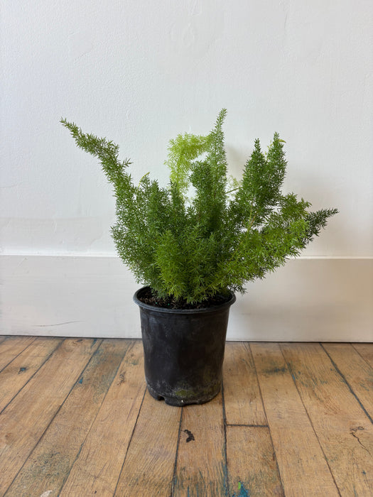 Foxtail Fern (Asparagus Densiflorus) - Feathery Statement Plant | 6 Inch Pot