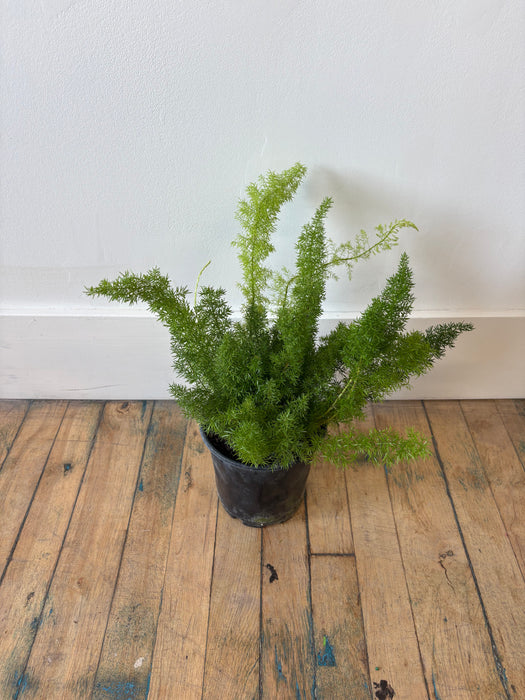 Foxtail Fern (Asparagus Densiflorus) - Feathery Statement Plant | 6 Inch Pot