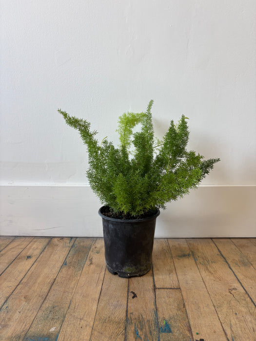 Foxtail Fern (Asparagus Densiflorus) - Feathery Statement Plant | 6 Inch Pot