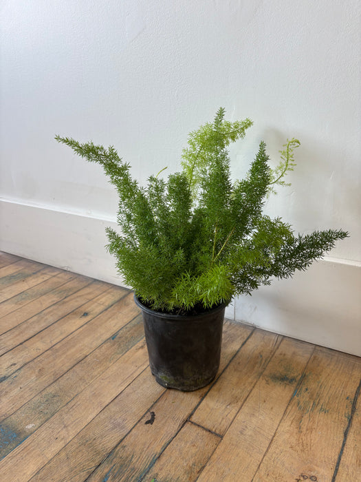 Foxtail Fern (Asparagus Densiflorus) - Feathery Statement Plant | 6 Inch Pot