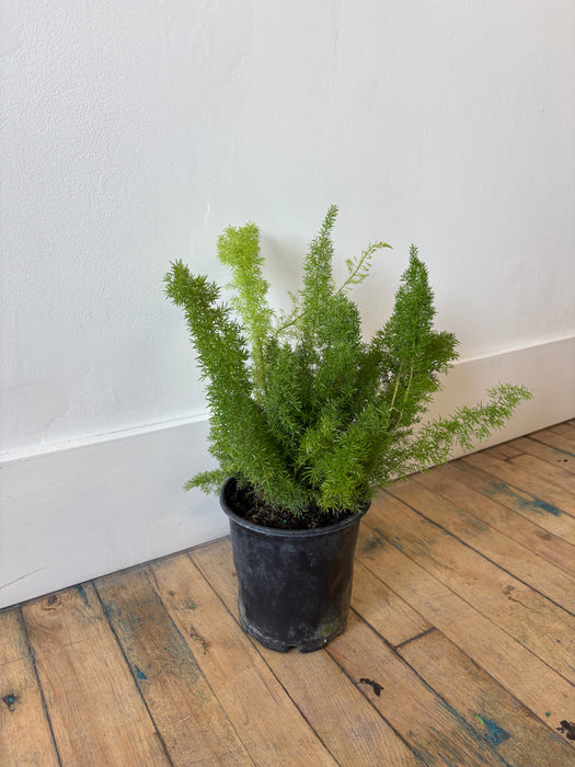 Foxtail Fern (Asparagus Densiflorus) - Feathery Statement Plant | 6 Inch Pot
