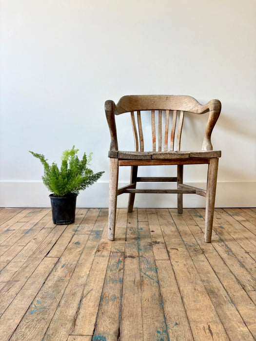 Foxtail Fern (Asparagus Densiflorus) - Feathery Statement Plant | 6 Inch Pot