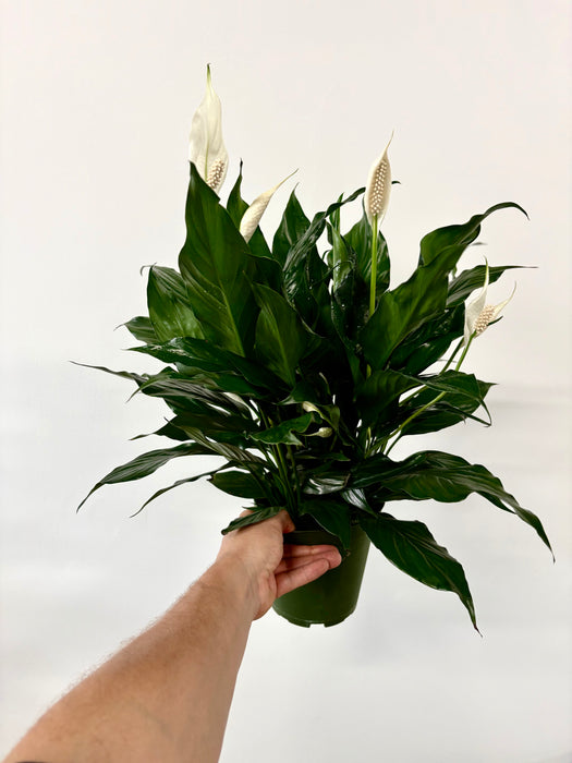 Peace Lily (Spathiphyllum) - Air-Purifying Flowering Plant | 6 Inch Pot
