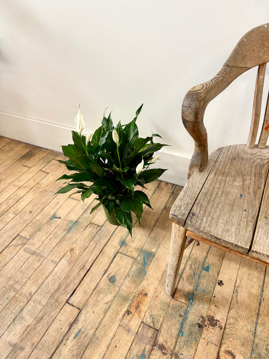 Peace Lily (Spathiphyllum) - Air-Purifying Flowering Plant | 6 Inch Pot