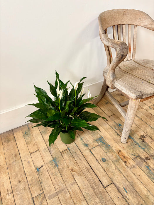 Peace Lily (Spathiphyllum) - Air-Purifying Flowering Plant | 6 Inch Pot