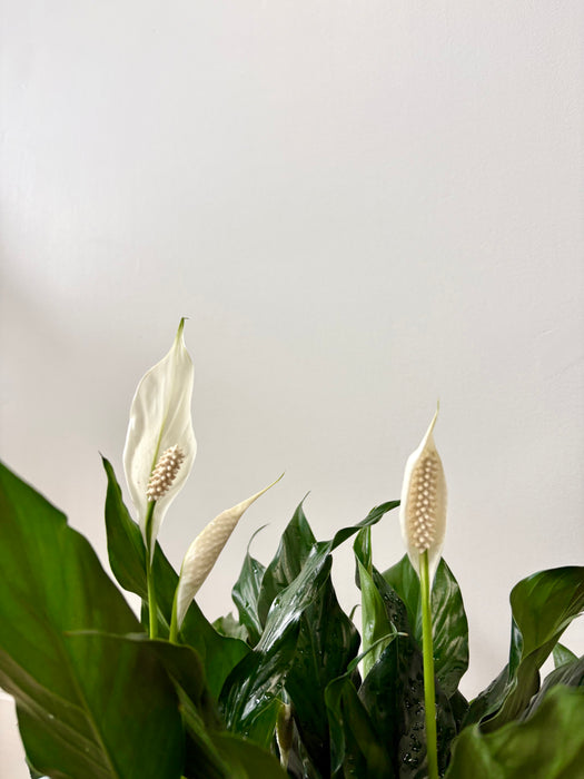 Peace Lily (Spathiphyllum) - Air-Purifying Flowering Plant | 6 Inch Pot