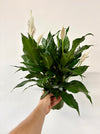 Hand holding a bouquet of green leaves with white spathes against a plain background