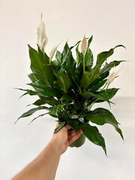 Hand holding a bouquet of green leaves with white spathes against a plain background