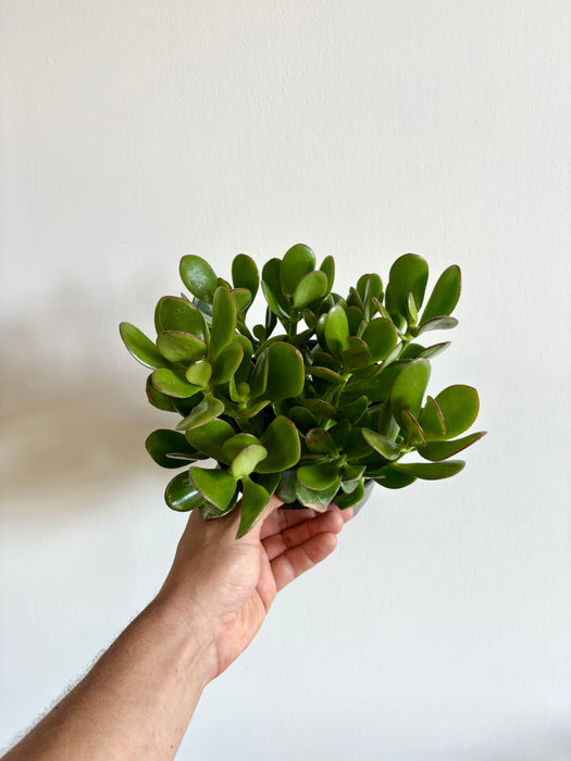 Jade Plant (Crassula Ovata) - Lucky Money Tree Succulent | 6 Inch Pot