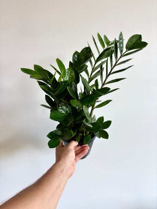 ZZ Plant (Zamioculcas Zamiifolia) - Nearly Indestructible Indoor Plant | 6 Inch Pot