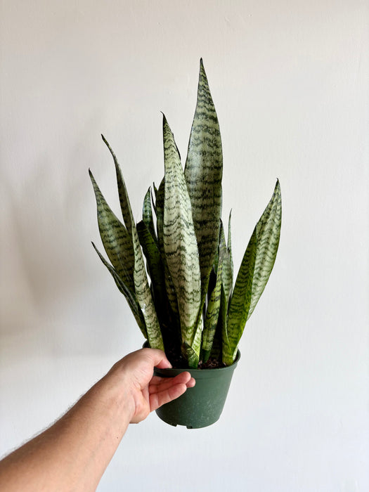 Snake Plant (Sansevieria Trifasciata) - Air-Purifying Statement Plant | 6 Inch Pot