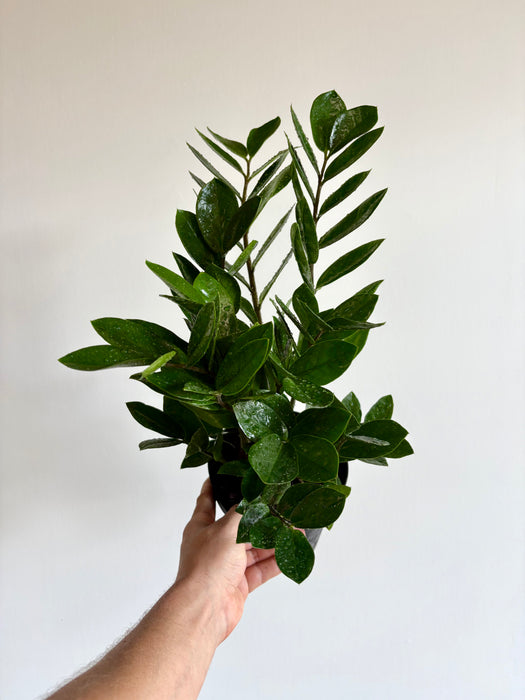 ZZ Plant (Zamioculcas Zamiifolia) - Nearly Indestructible Indoor Plant | 6 Inch Pot