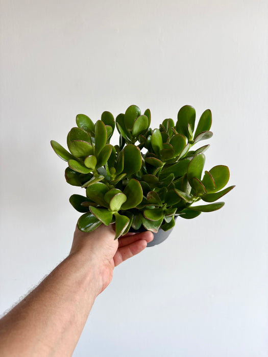 Jade Plant (Crassula Ovata) - Lucky Money Tree Succulent | 6 Inch Pot