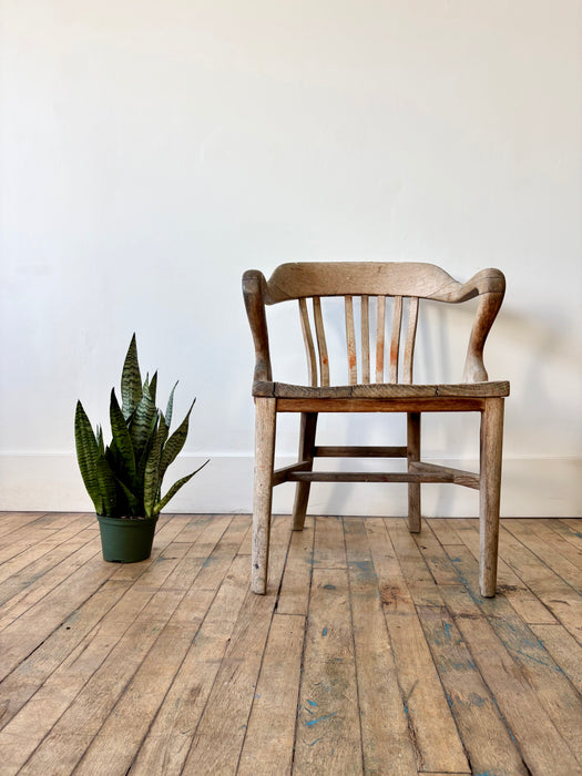 Snake Plant (Sansevieria Trifasciata) - Air-Purifying Statement Plant | 6 Inch Pot