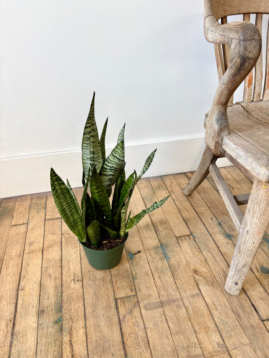 Snake Plant (Sansevieria Trifasciata) - Air-Purifying Statement Plant | 6 Inch Pot