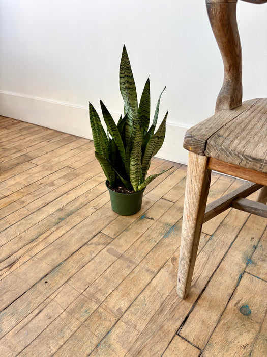 Snake Plant (Sansevieria Trifasciata) - Air-Purifying Statement Plant | 6 Inch Pot