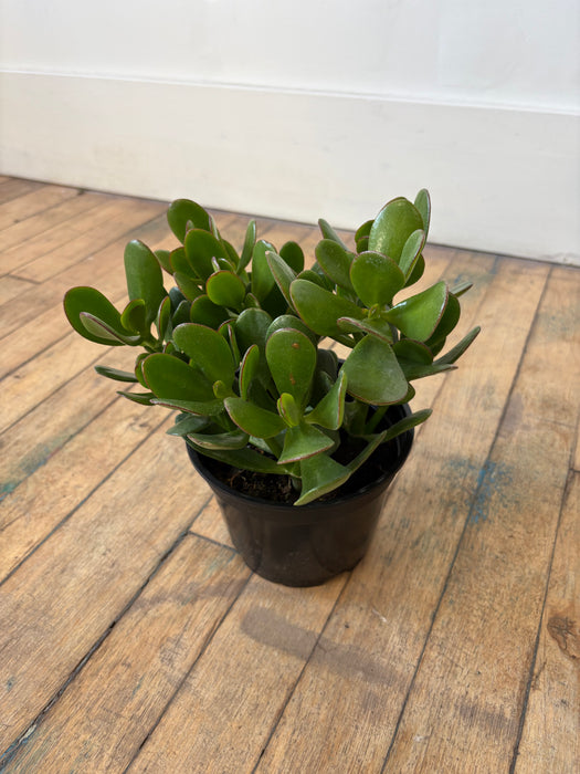 Jade Plant (Crassula Ovata) - Lucky Money Tree Succulent | 6 Inch Pot