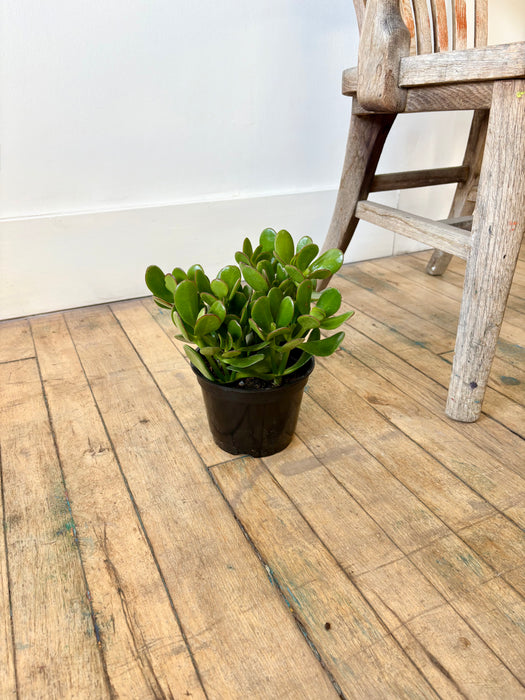 Jade Plant (Crassula Ovata) - Lucky Money Tree Succulent | 6 Inch Pot