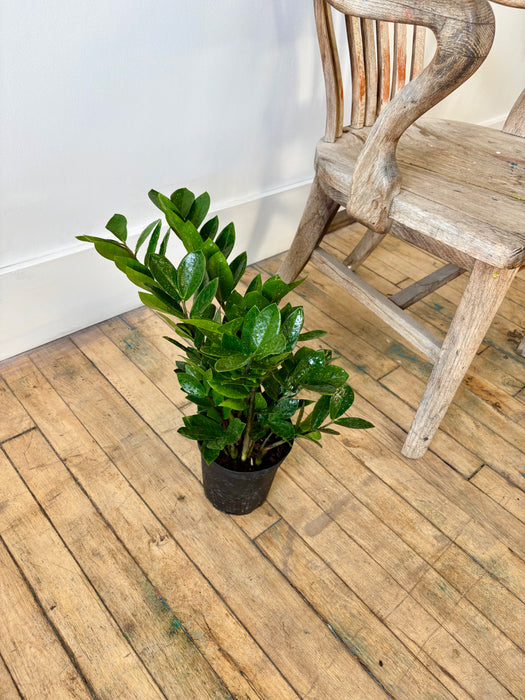 ZZ Plant (Zamioculcas Zamiifolia) - Nearly Indestructible Indoor Plant | 6 Inch Pot