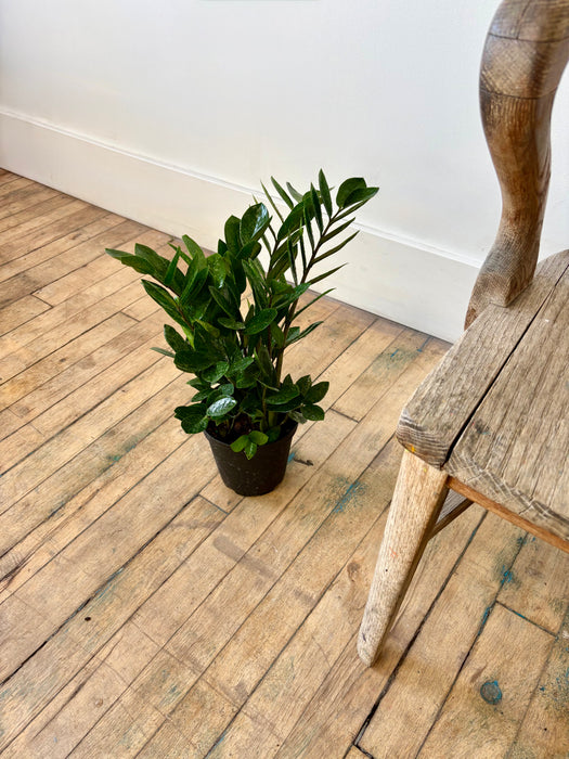 ZZ Plant (Zamioculcas Zamiifolia) - Nearly Indestructible Indoor Plant | 6 Inch Pot