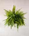 A vibrant green hanging fern plant with delicate, densely packed fronds, suspended against a plain off-white background.