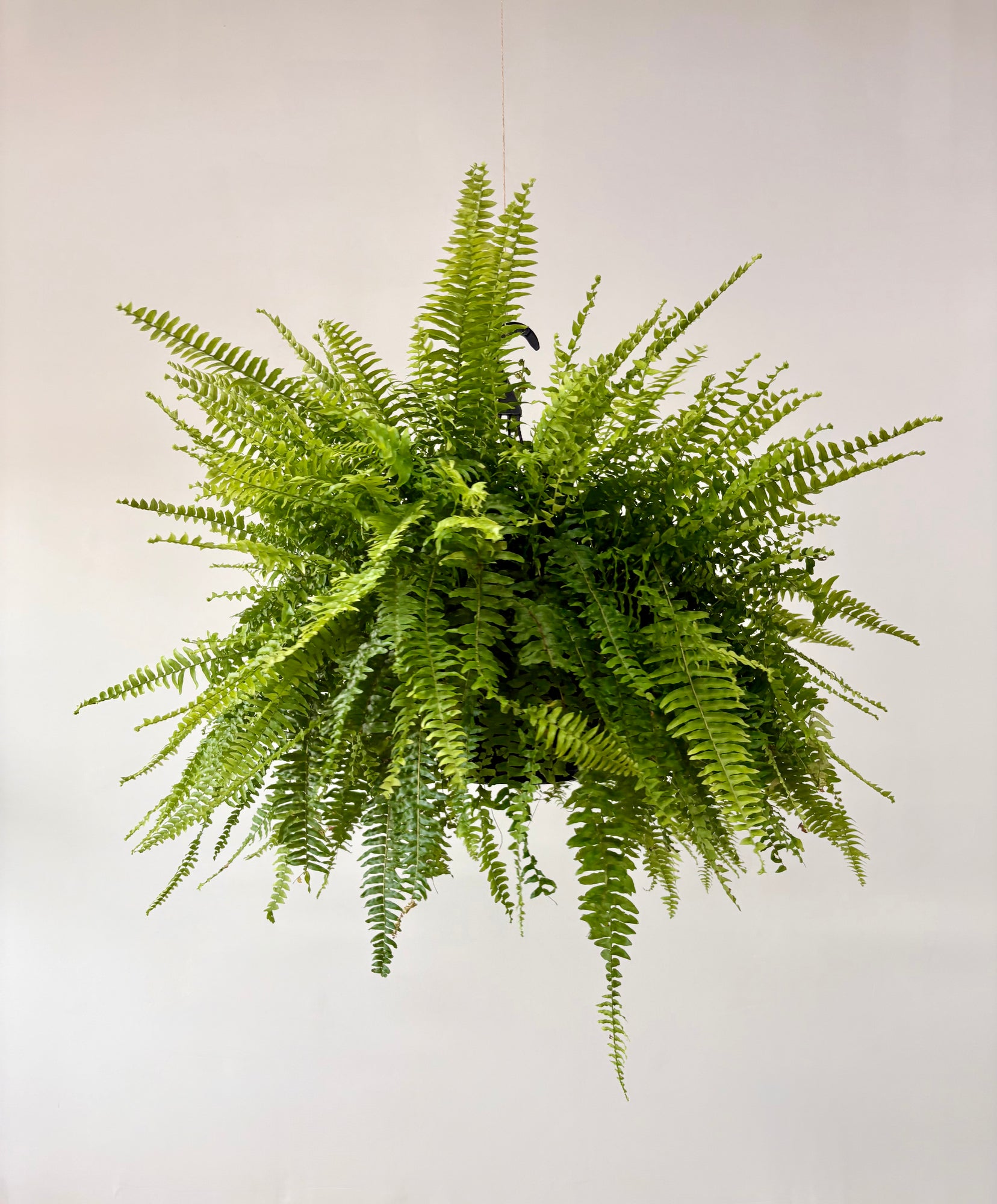 A vibrant green hanging fern plant with delicate, densely packed fronds, suspended against a plain off-white background.