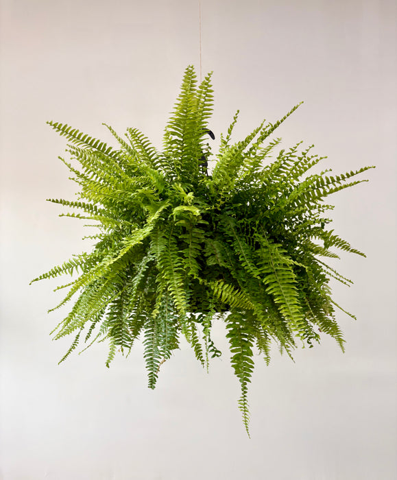 A vibrant green hanging fern plant with delicate, densely packed fronds, suspended against a plain off-white background.