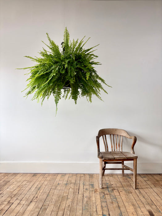 Boston Fern (Nephrolepis Exaltata) - Air-Purifying Hanging Plant