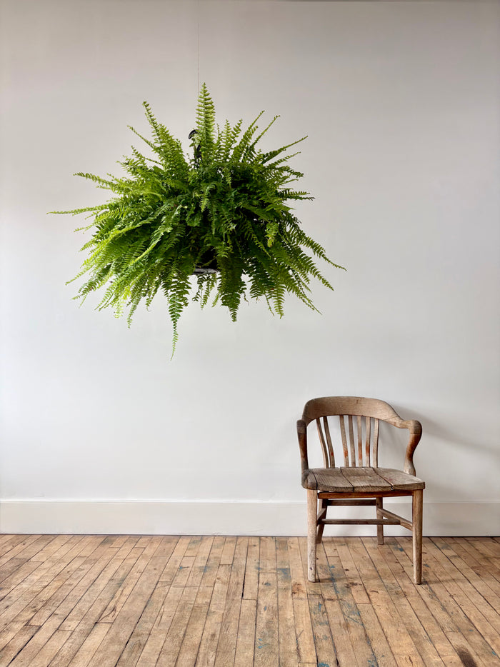 Pet-Friendly Plants