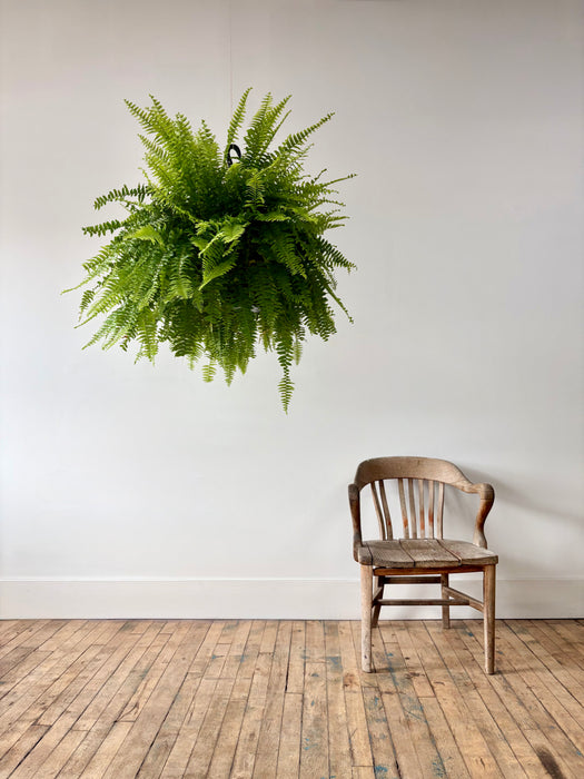 Boston Fern (Nephrolepis Exaltata) - Air-Purifying Hanging Plant