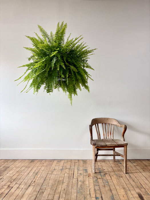 Boston Fern (Nephrolepis Exaltata) - Air-Purifying Hanging Plant