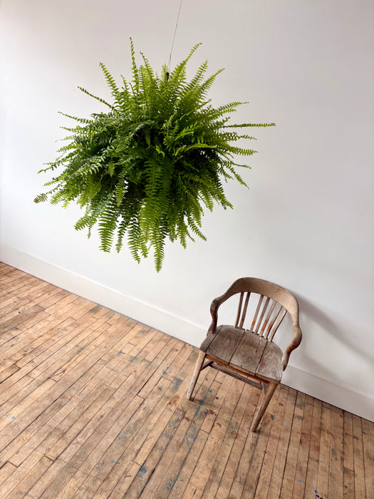 Boston Fern (Nephrolepis Exaltata) - Air-Purifying Hanging Plant