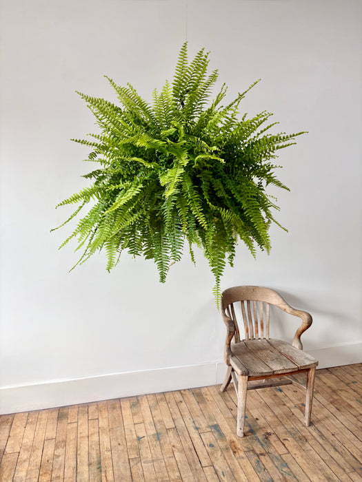 Boston Fern (Nephrolepis Exaltata) - Air-Purifying Hanging Plant