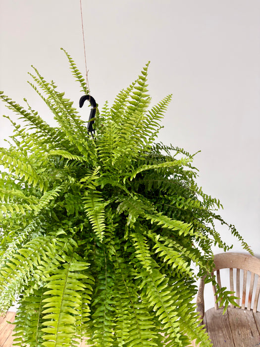 Boston Fern (Nephrolepis Exaltata) - Air-Purifying Hanging Plant