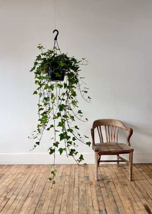 English Ivy (Hedera Helix) - Classic Trailing Hanging Plant