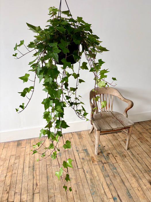 English Ivy (Hedera Helix) - Classic Trailing Hanging Plant