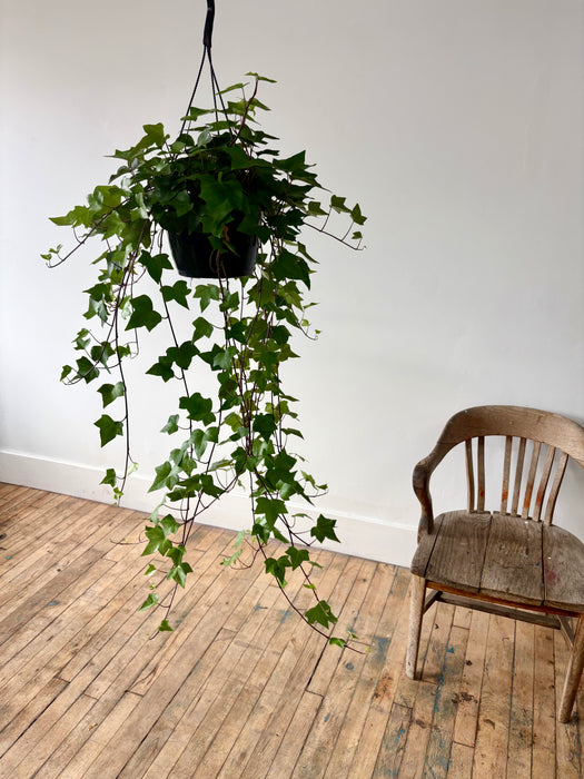 English Ivy (Hedera Helix) - Classic Trailing Hanging Plant