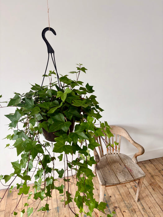 English Ivy (Hedera Helix) - Classic Trailing Hanging Plant