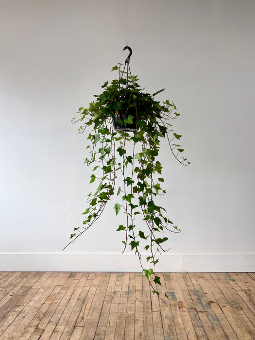 English Ivy (Hedera Helix) - Classic Trailing Hanging Plant