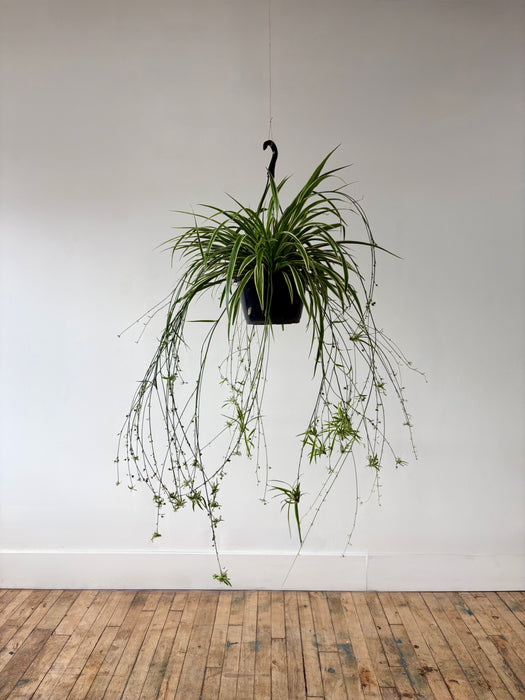 Spider Plant (Chlorophytum Comosum) - Easy-Care Hanging Plant