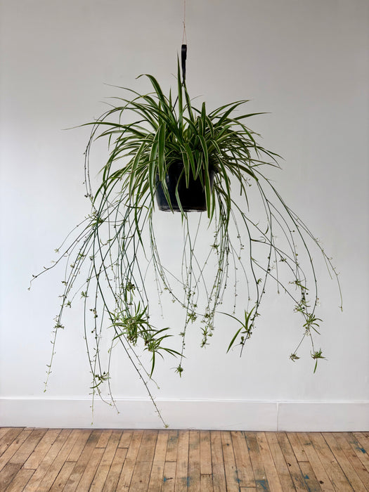 Spider Plant (Chlorophytum Comosum) - Easy-Care Hanging Plant