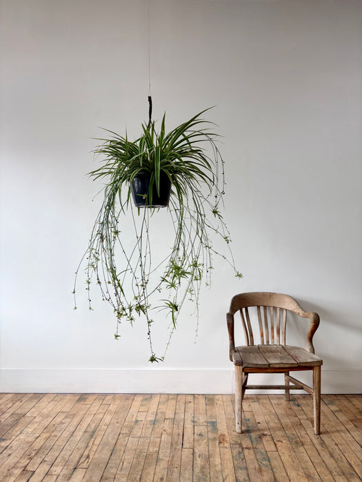 Spider Plant (Chlorophytum Comosum) - Easy-Care Hanging Plant