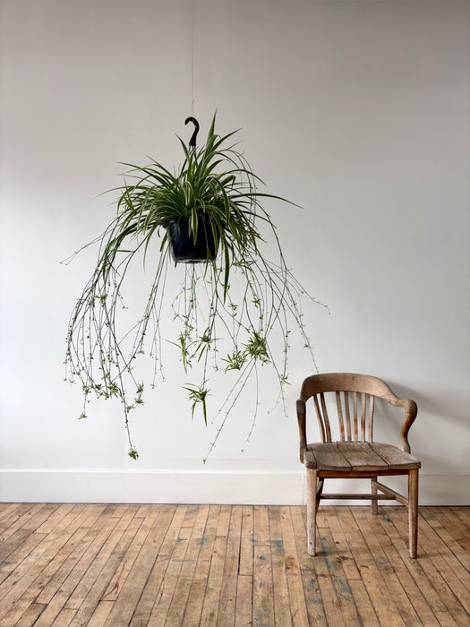 Spider Plant (Chlorophytum Comosum) - Easy-Care Hanging Plant
