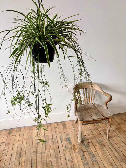 Spider Plant (Chlorophytum Comosum) - Easy-Care Hanging Plant