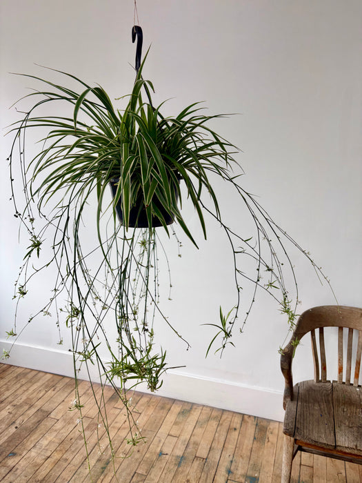 Spider Plant (Chlorophytum Comosum) - Easy-Care Hanging Plant