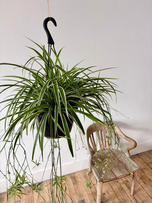 Spider Plant (Chlorophytum Comosum) - Easy-Care Hanging Plant