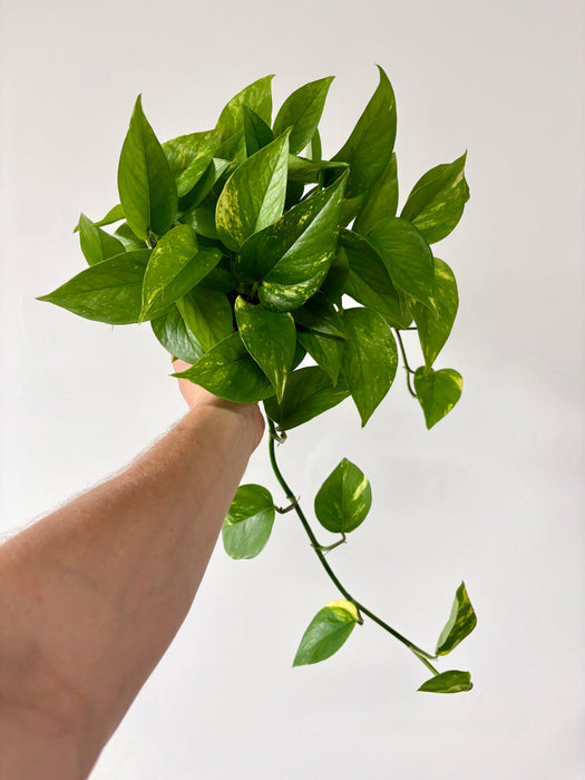 Golden Pothos (Epipremnum Aureum) - Easy-Care Trailing Plant in 6" Pot