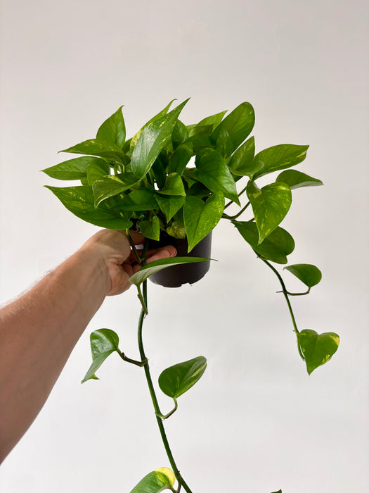 Golden Pothos (Epipremnum Aureum) - Easy-Care Trailing Plant in 6" Pot