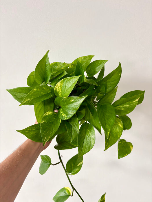 Golden Pothos (Epipremnum Aureum) - Easy-Care Trailing Plant in 6" Pot