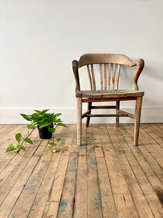 Golden Pothos (Epipremnum Aureum) - Easy-Care Trailing Plant in 6" Pot